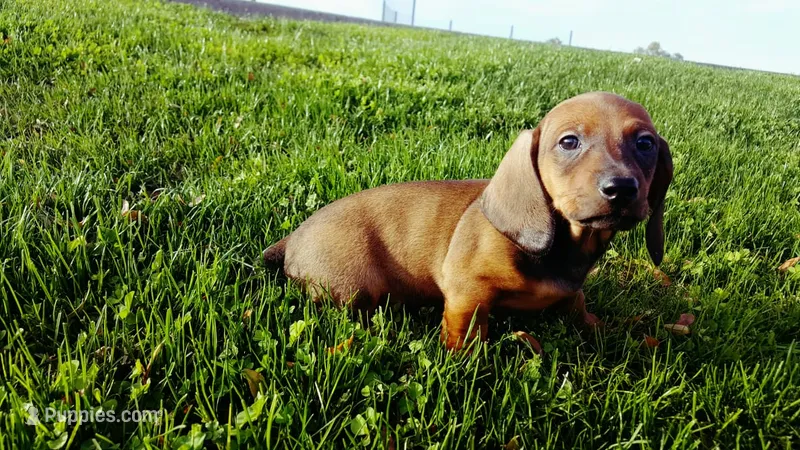 Hazel – Miniature Dachshund puppy for sale in Buena Park, CA