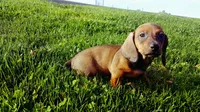 Hazel, a male Miniature Dachshund for sale in Buena Park, CA – 1 of 1