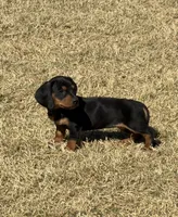 Finn, a male Miniature Dachshund for sale in Buena Park, CA – 1 of 1