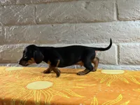 Enzo, a male Miniature Dachshund for sale in Phoenix, AZ – 2 of 4