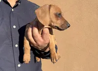 Charlie, a male Miniature Dachshund for sale in Phoenix, AZ – 2 of 2