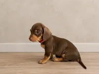 Dubai, a male Miniature Dachshund for sale in Buena Park, CA – Photo 2 of 2