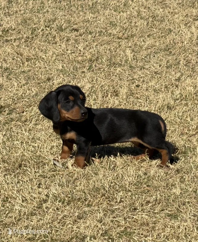 Slinky – Miniature Dachshund puppy for sale in Buena Park, CA
