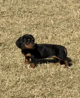 Slinky, a male Miniature Dachshund for sale in Buena Park, CA – Photo 1 of 2