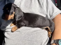 Ruby, a male Miniature Dachshund for sale in Buena Park, CA – 1 of 1
