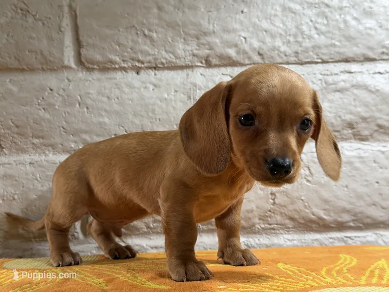 Rocco – Miniature Dachshund puppy for sale in Phoenix, AZ
