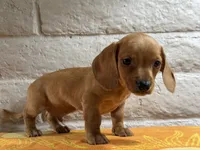 Rocco, a male Miniature Dachshund for sale in Phoenix, AZ – 1 of 3