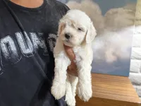 Poppy, a female Miniature Goldendoodle for sale in Phoenix, AZ – 2 of 5