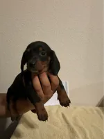 Slinky, a male Miniature Dachshund for sale in Phoenix, AZ – 1 of 1