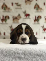 Winston, a male Basset Hound for sale in Phoenix, AZ – 5 of 5