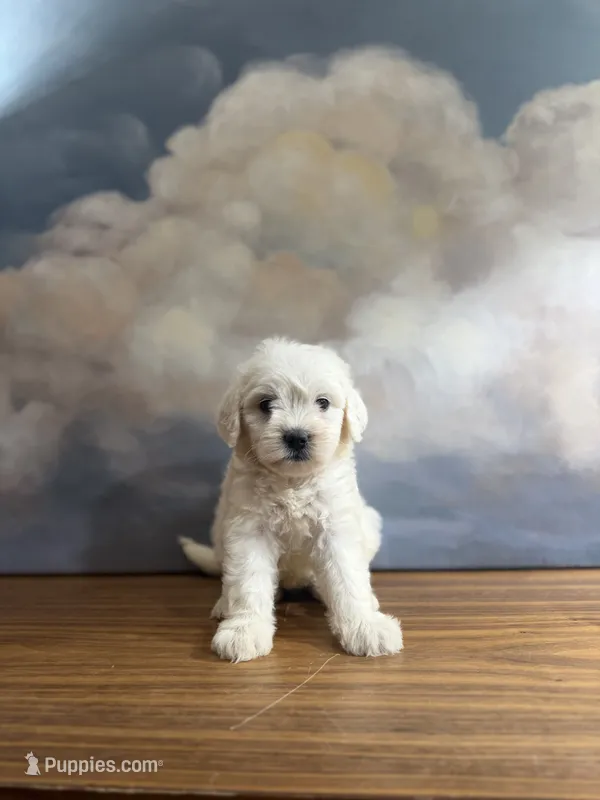 Rosie – Miniature Goldendoodle puppy for sale in Phoenix, AZ