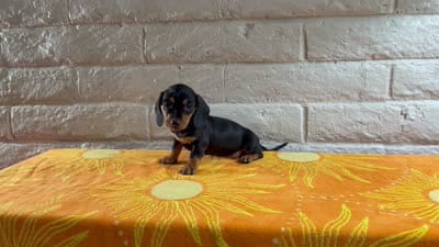 Gigi, a female Miniature Dachshund for sale in Phoenix, AZ – 5 of 5