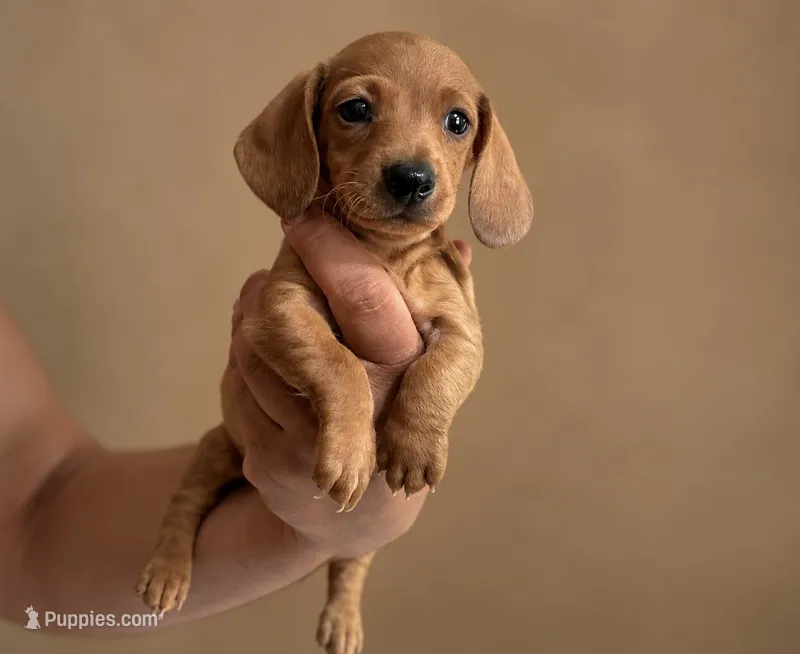 Daisy – Miniature Dachshund puppy for sale in Phoenix, AZ