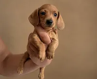 Daisy, a female Miniature Dachshund for sale in Phoenix, AZ – 1 of 1