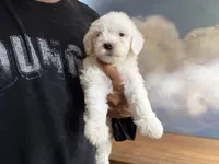 Louie, a male Miniature Goldendoodle for sale in Phoenix, AZ – 3 of 3