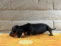 Gigi, a female Miniature Dachshund for sale in Phoenix, AZ – 3 of 5