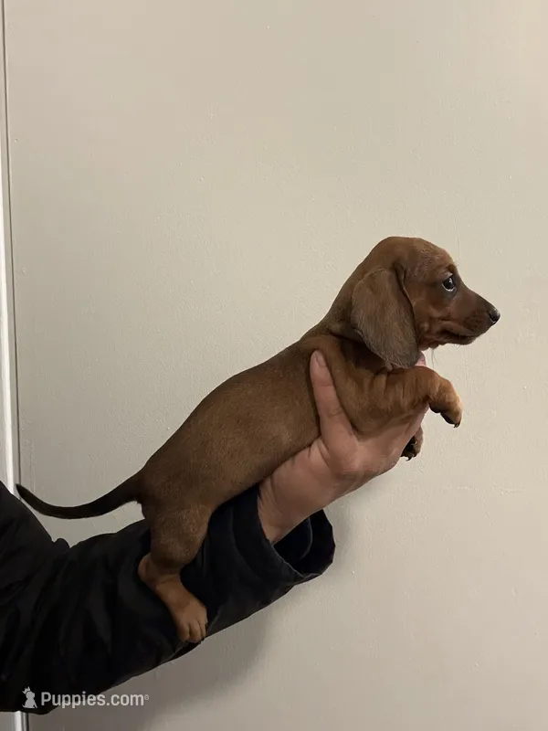 Stella – Miniature Dachshund puppy for sale in Phoenix, AZ