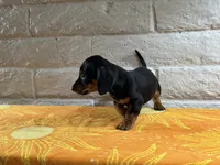 Enzo, a male Miniature Dachshund for sale in Phoenix, AZ – 3 of 4