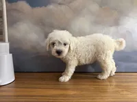 Rosie, a female Miniature Goldendoodle for sale in Phoenix, AZ – 2 of 3