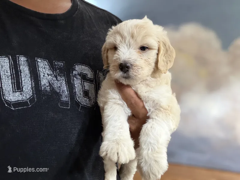 Millie – Miniature Goldendoodle puppy for sale in Phoenix, AZ