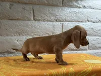 Rocco, a male Miniature Dachshund for sale in Phoenix, AZ – 2 of 3