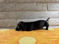 Onyx, a male Miniature Dachshund for sale in Phoenix, AZ – 4 of 4