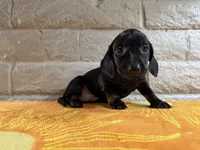 Onyx, a male Miniature Dachshund for sale in Phoenix, AZ – 2 of 4