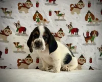 Grace, a female Basset Hound for sale in Phoenix, AZ – 4 of 4