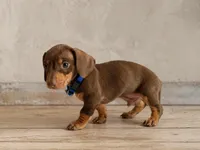 Ferrero Rocher, a male Miniature Dachshund for sale in Buena Park, CA – Photo 2 of 2