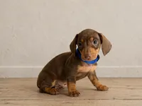 Ferrero Rocher, a male Miniature Dachshund for sale in Buena Park, CA – Photo 1 of 2