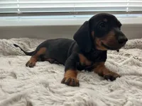 Linda, a male Miniature Dachshund for sale in Phoenix, AZ – 1 of 1