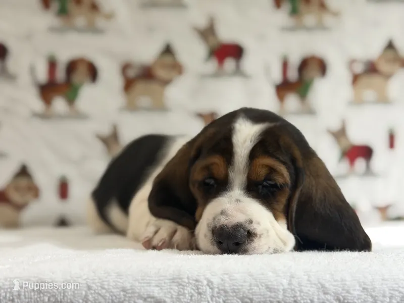 Winston – Basset Hound puppy for sale in Phoenix, AZ