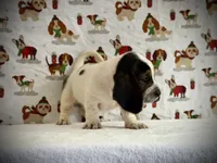 Grace, a female Basset Hound for sale in Phoenix, AZ – 2 of 4