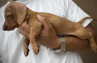 Milo, a male Miniature Dachshund for sale in Phoenix, AZ – 1 of 1