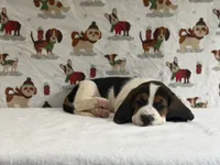 Winston, a male Basset Hound for sale in Phoenix, AZ – 2 of 5