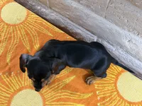 Gigi, a female Miniature Dachshund for sale in Phoenix, AZ – 2 of 5