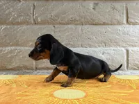 Gigi, a female Miniature Dachshund for sale in Phoenix, AZ – 4 of 5
