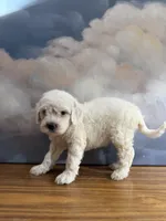Poppy, a female Miniature Goldendoodle for sale in Phoenix, AZ – 4 of 5