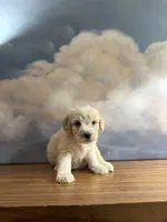 Millie, a female Miniature Goldendoodle for sale in Phoenix, AZ – 4 of 4