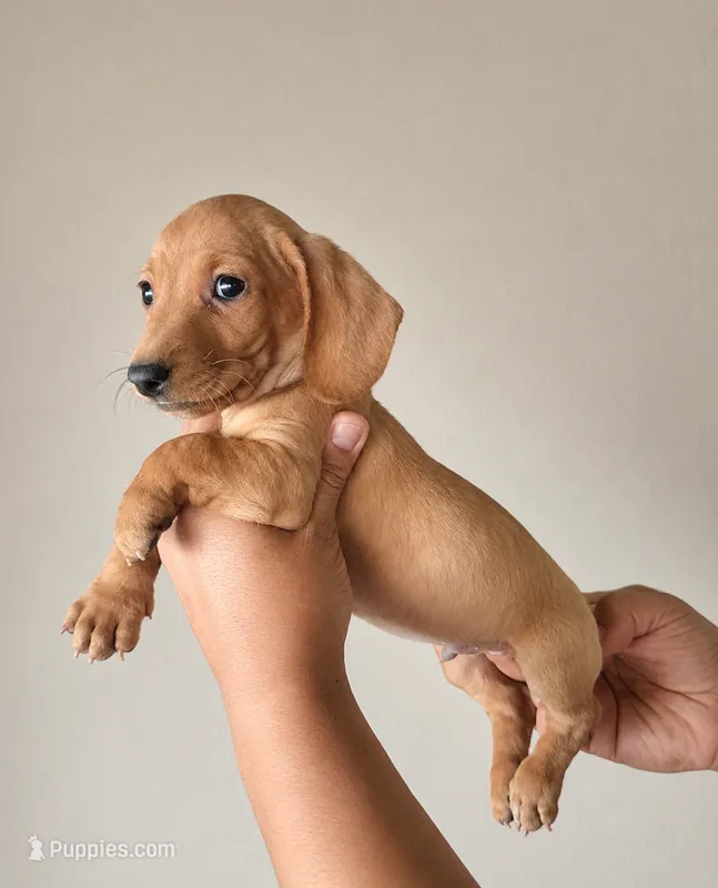 Honey – Miniature Dachshund puppy for sale in Phoenix, AZ