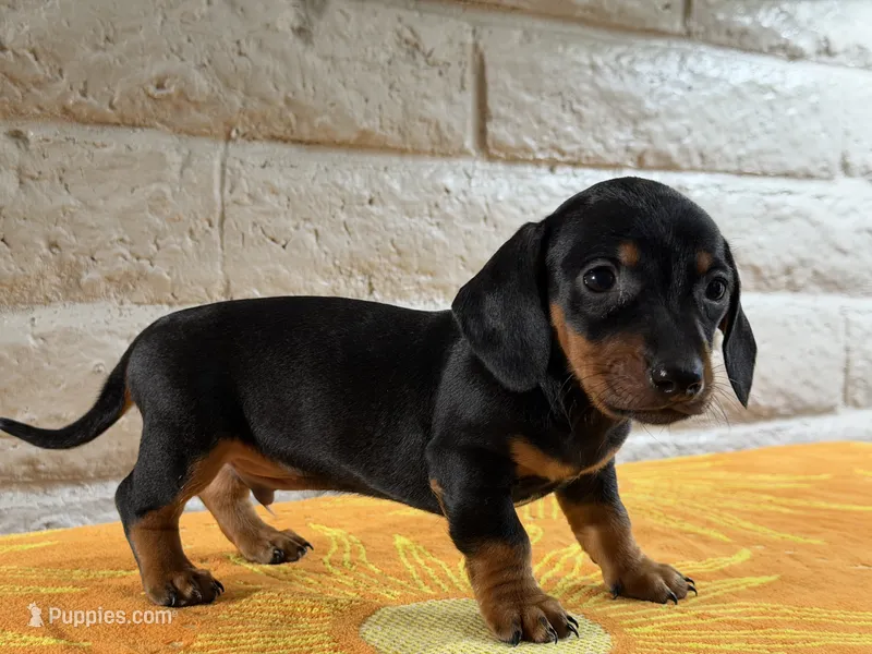 Enzo – Miniature Dachshund puppy for sale in Phoenix, AZ