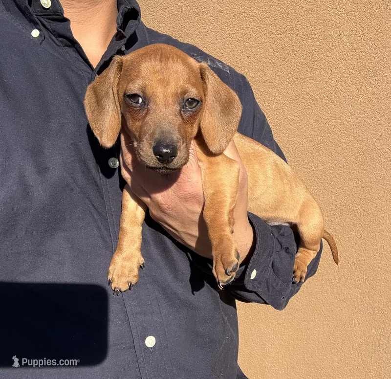 Charlie – Miniature Dachshund puppy for sale in Phoenix, AZ