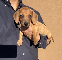 Charlie, a male Miniature Dachshund for sale in Phoenix, AZ – 1 of 2
