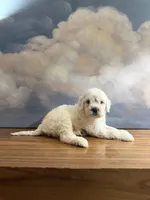 Poppy, a female Miniature Goldendoodle for sale in Phoenix, AZ – 5 of 5