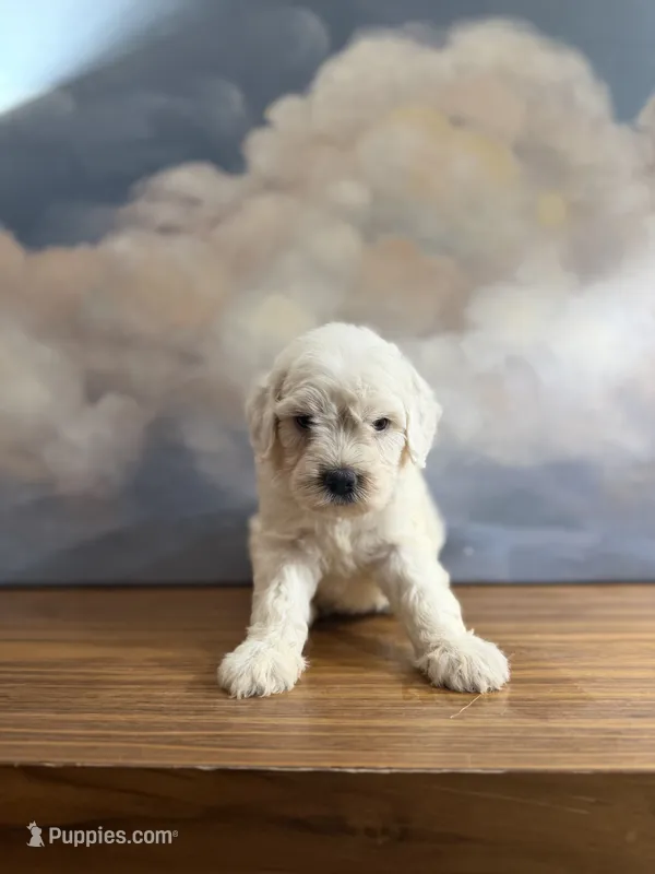 Poppy – Miniature Goldendoodle puppy for sale in Phoenix, AZ