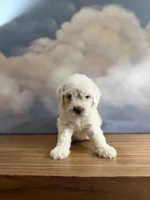 Poppy, a female Miniature Goldendoodle for sale in Phoenix, AZ – 1 of 5