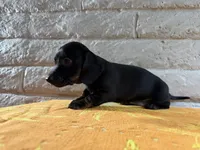 Onyx, a male Miniature Dachshund for sale in Phoenix, AZ – 3 of 4