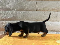 Kaizen, a male Miniature Dachshund for sale in Phoenix, AZ – 3 of 4