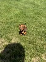 Theo, a male Miniature Dachshund for sale in Buena Park, CA – 3 of 3