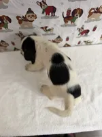 Grace, a female Basset Hound for sale in Phoenix, AZ – 3 of 4